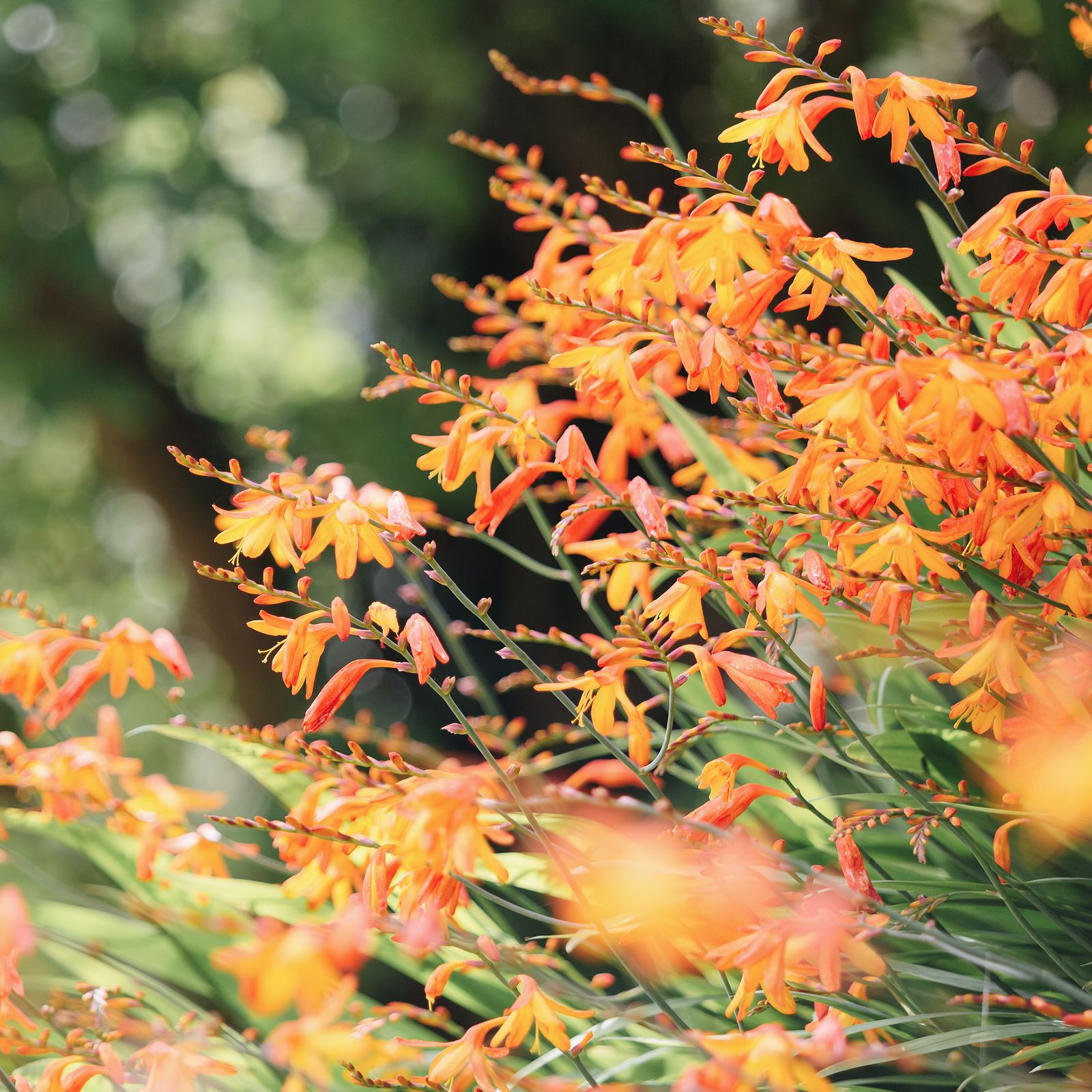 The best flowering plants to grow in August for late blooms Ideal Home