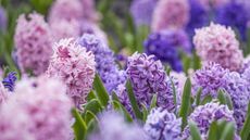 Pink and purple hyacinth bulbs in bloom