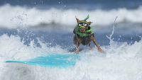 TOPSHOT - Rusty competes during the World Dog Surfing Championships in Pacifica, California, on August 1, 2026. The event helps local charities raise money by sponsoring a contestant or a team, with a portion of the proceeds going to dog, environmental, and surfing nonprofit organizations. (Photo by Godofredo A. VÁSQUEZ / AFP via Getty Images)