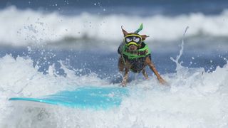TOPSHOT - Rusty competes during the World Dog Surfing Championships in Pacifica, California, on August 1, 2026. The event helps local charities raise money by sponsoring a contestant or a team, with a portion of the proceeds going to dog, environmental, and surfing nonprofit organizations. (Photo by Godofredo A. VÁSQUEZ / AFP via Getty Images)