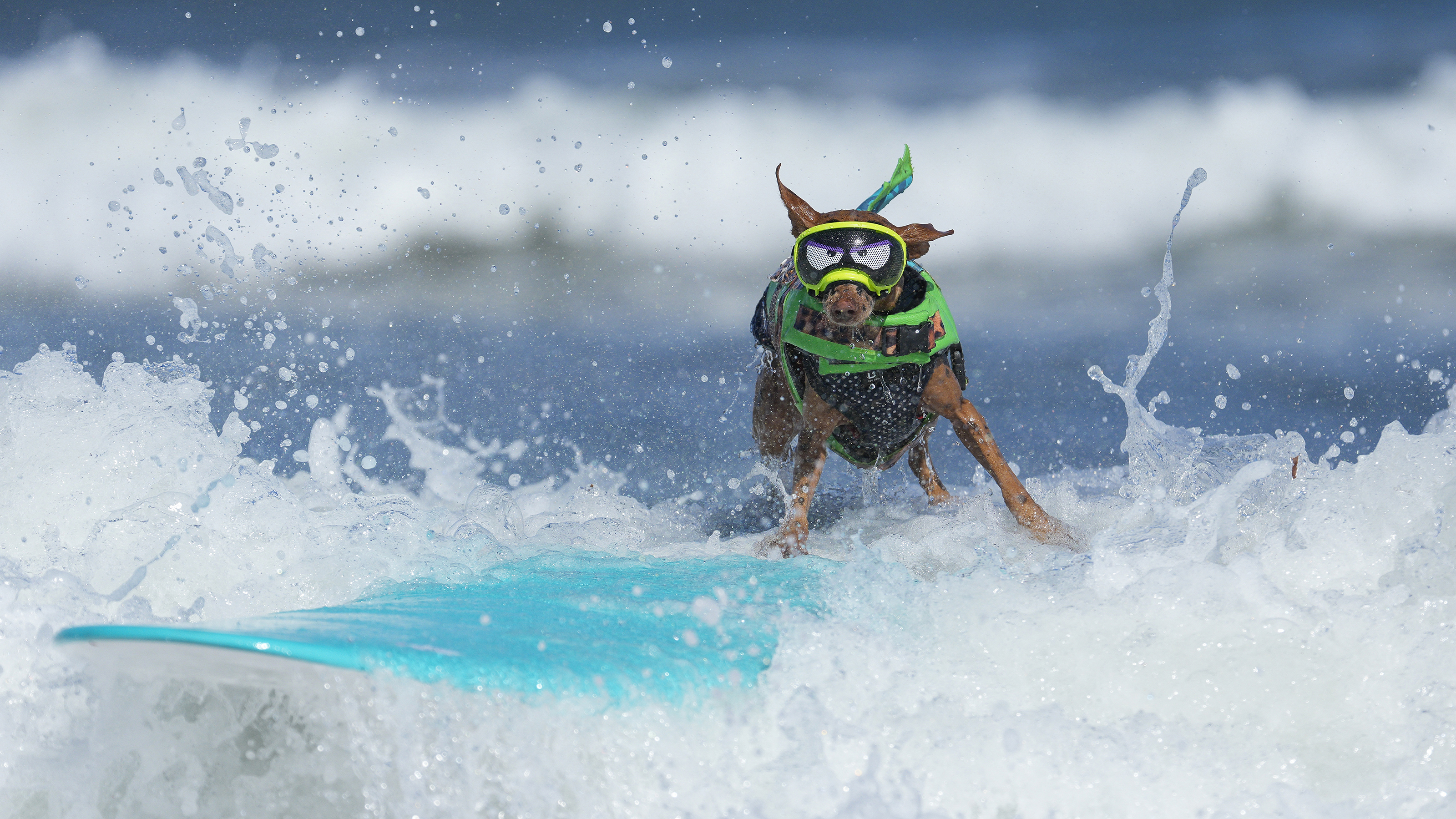 TOPSHOT - Rusty competes during the World Dog Surfing Championships in Pacifica, California, on August 1, 2026. The event helps local charities raise money by sponsoring a contestant or a team, with a portion of the proceeds going to dog, environmental, and surfing nonprofit organizations. (Photo by Godofredo A. V&Aacute;SQUEZ / AFP via Getty Images)