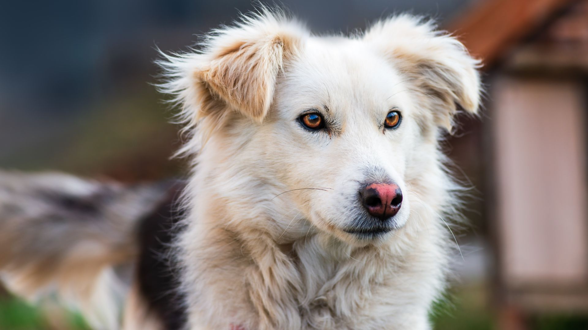 Close up of Aidi dog