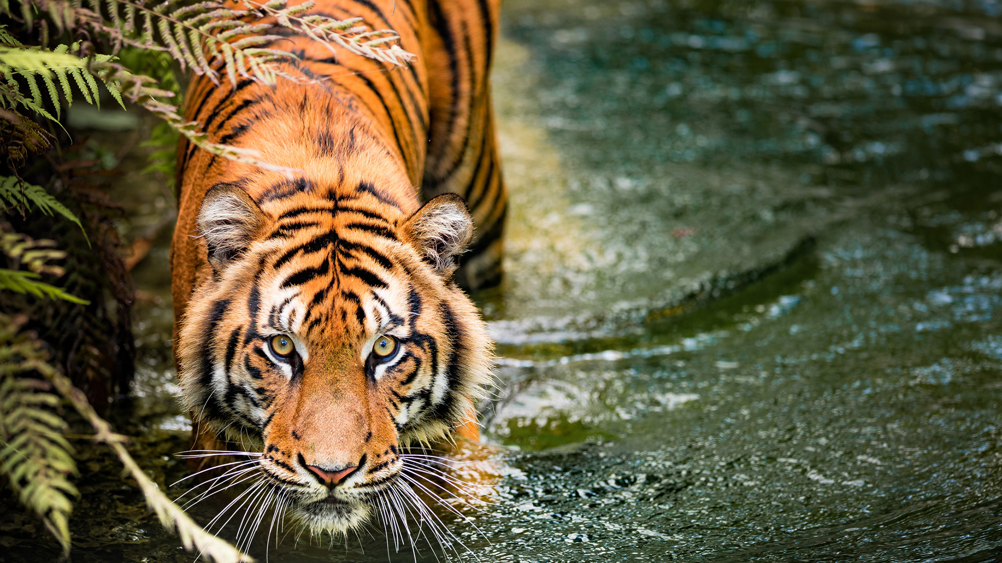 A close up of an orange tiger looking at the camera while standing in a river.