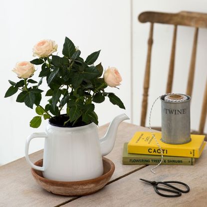 How to revive a near dead house plant | Ideal Home