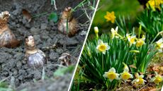 composite of daffodil bulbs and full grown daffodils growing out the ground