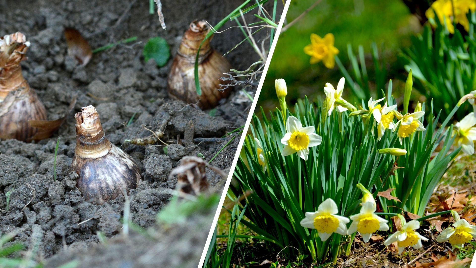 composite of daffodil bulbs and full grown daffodils growing out the ground