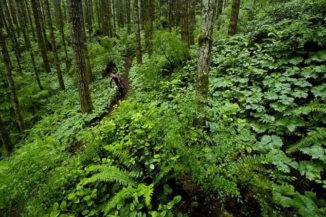 There is 75% singletrack in the BC Bike Race