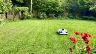 Mammotion LUBA 2 AWD on lawn