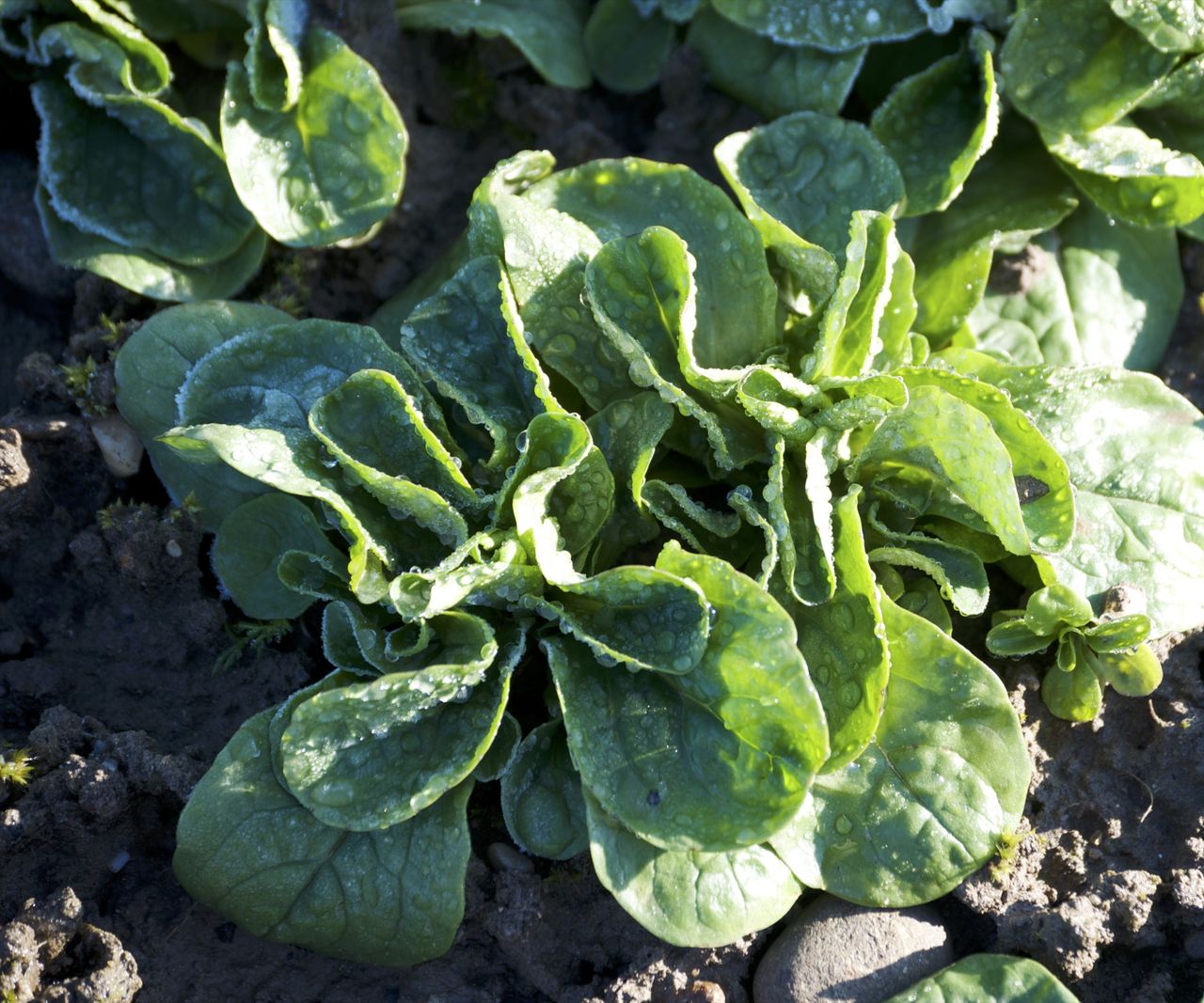 List of vegetables visual data 8