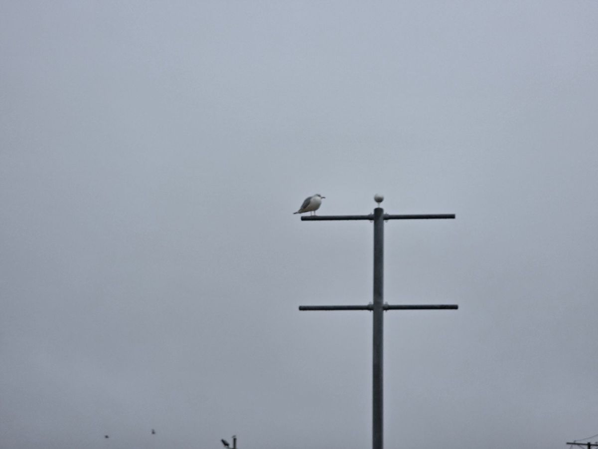 Samsung Galaxy S25 Ultra zoom sample.