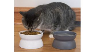 Kitty City Raised Anti-Vomit Bowl for Cats