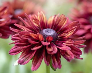 Rudbeckia ‘Sahara’ black-eyed Susan