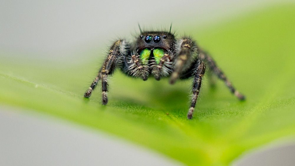 Bold jumping spiders can literally go blind with hunger