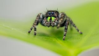 A jumping spider sits on a leaf. 