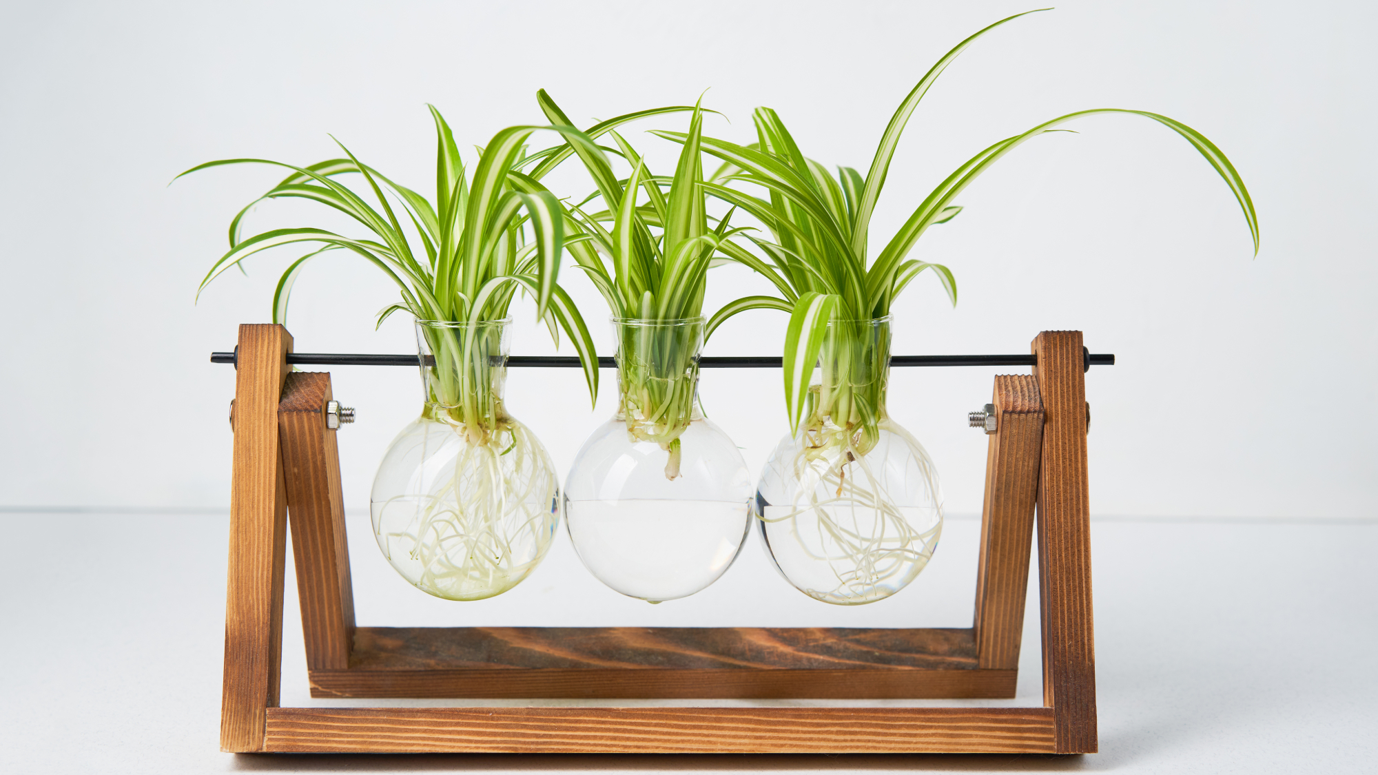 spider plant cuttings in a propagation station 