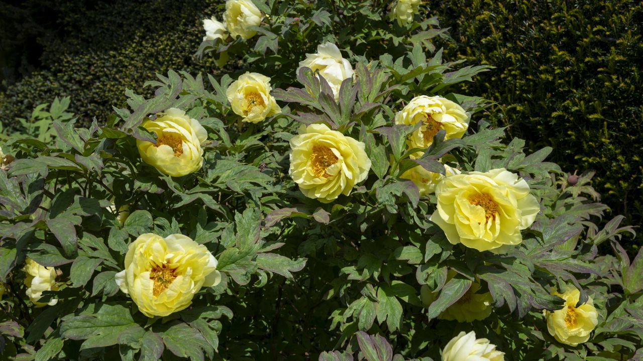 Yellow flowers of a tree peony growing in a border