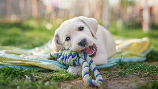 Puppy chewing on rope toy