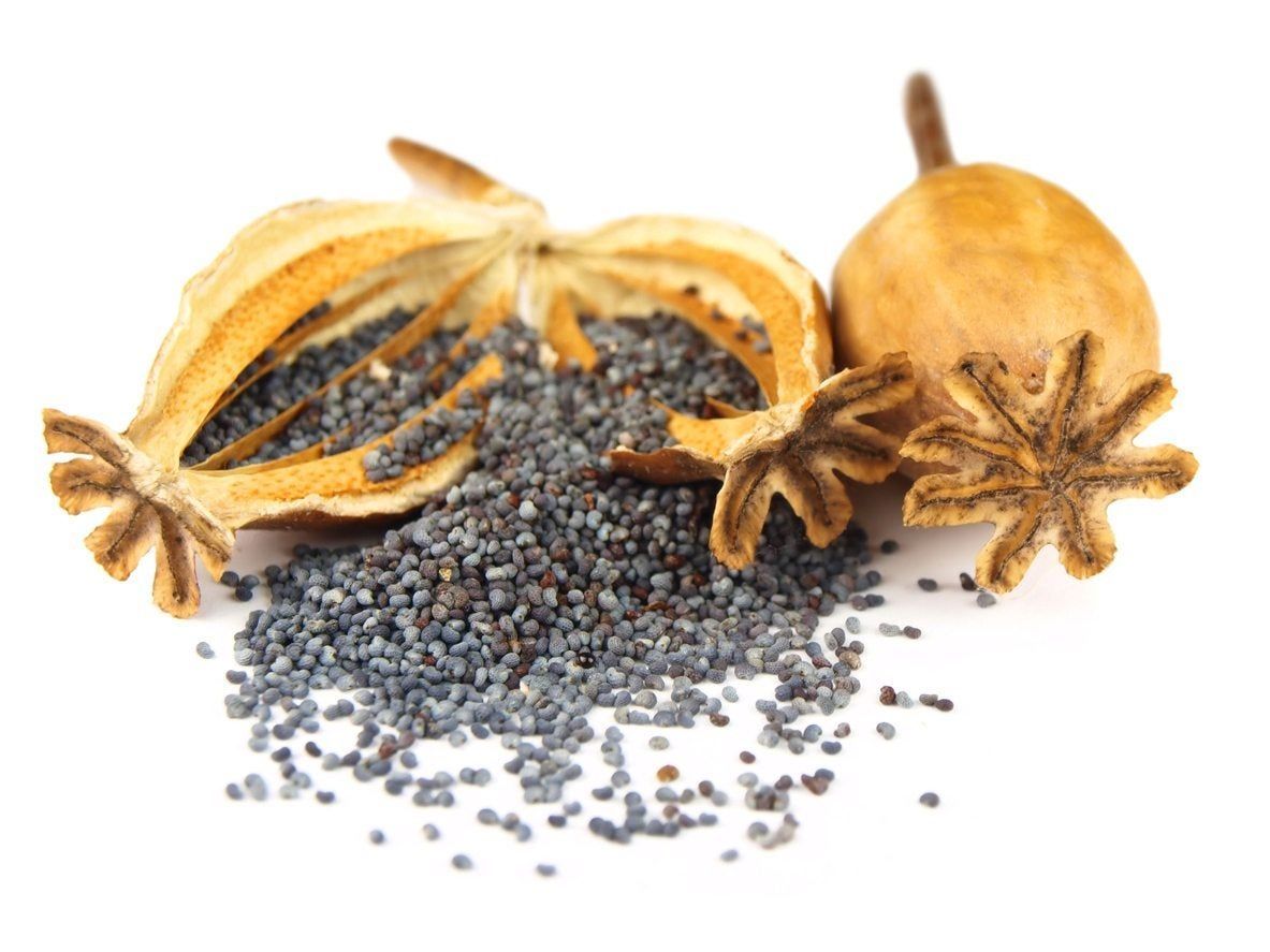 Poppy Seed Harvest How To Collect Poppy Seeds From Plants Gardening 