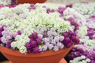 Sweet alyssum flowers growing out of a container