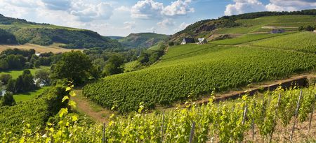 Grapes grow on vines at a Nahe Valley vineyard in Germany