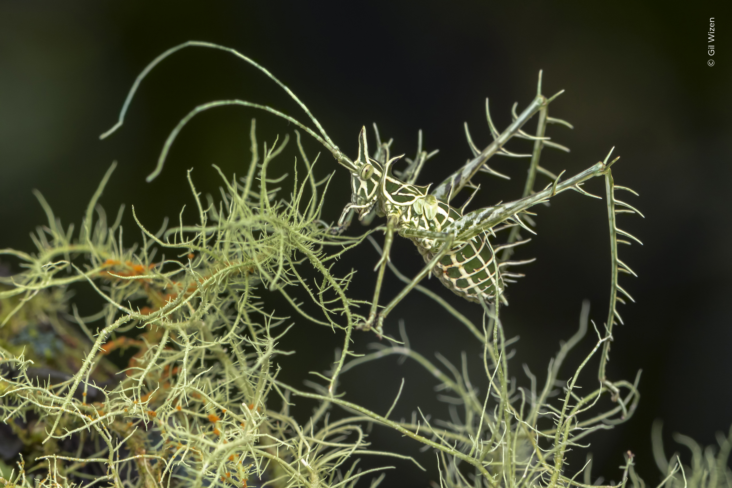 Close-up of a spiny bush cricket camouflaged among lichen-covered branches against a dark background