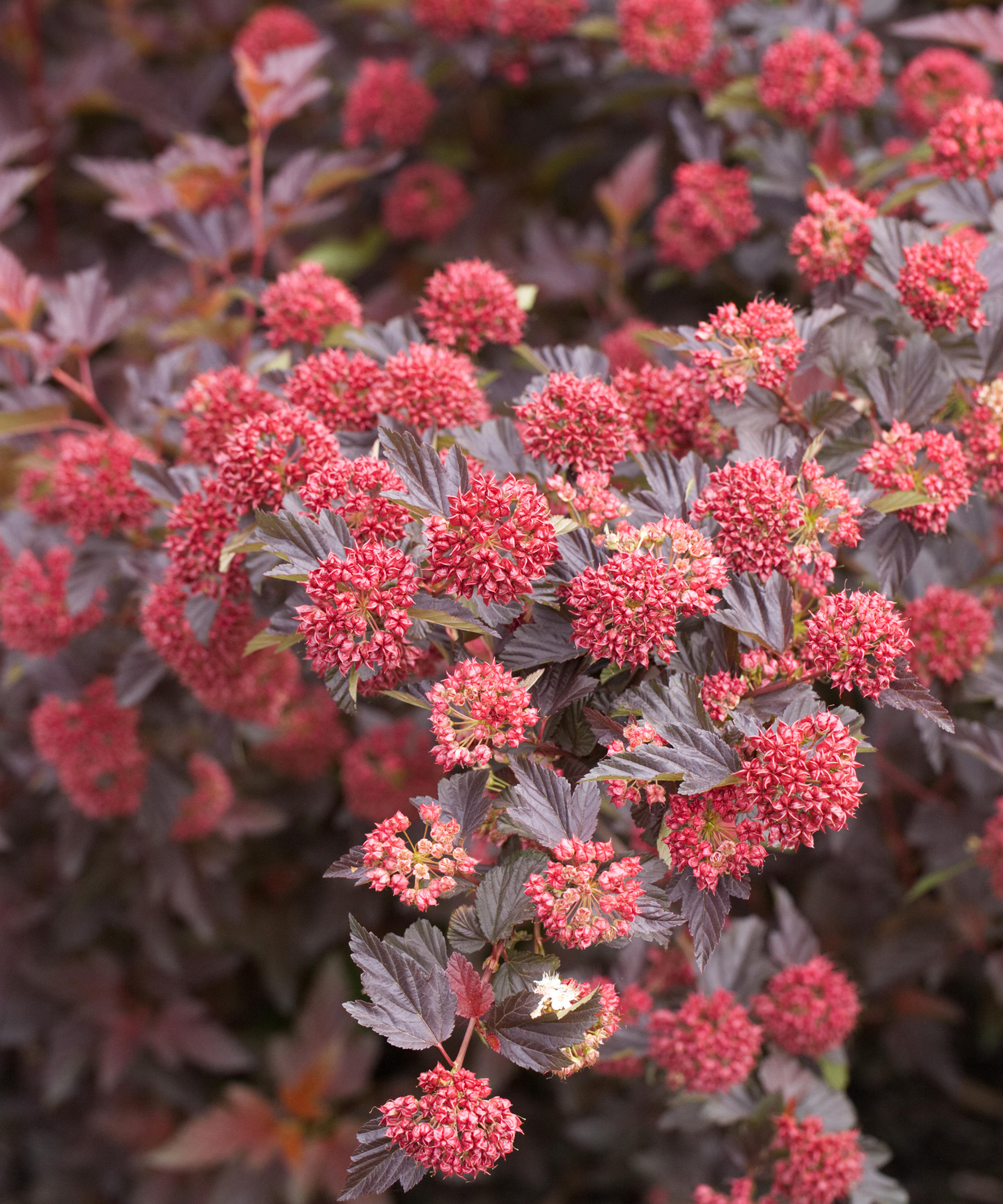 Ninebark shrub with fall seed heads