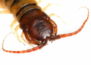 centipede up close