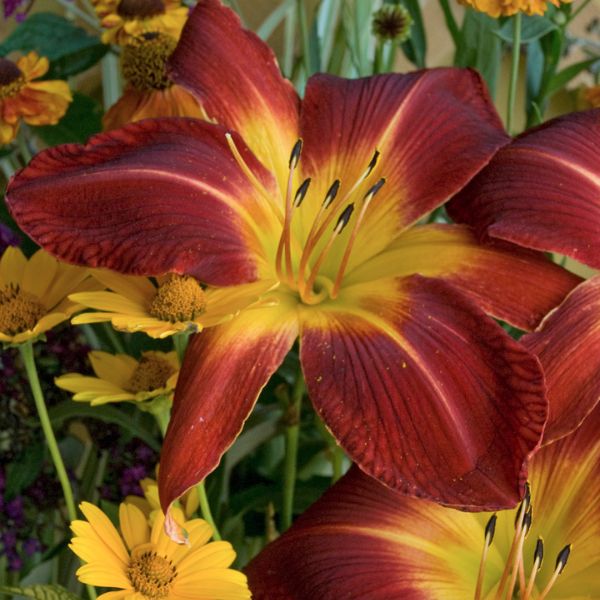 Rainbow Rhythm&amp;reg; Ruby Spider Daylily