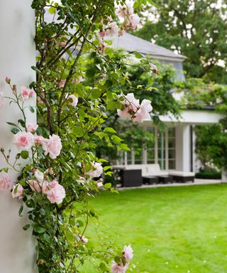 Pink climbing rose and white exterior in a garden
