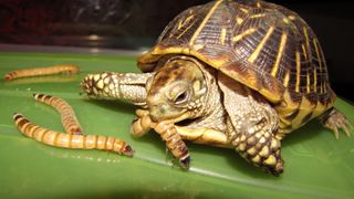 Turtle eating mealworm