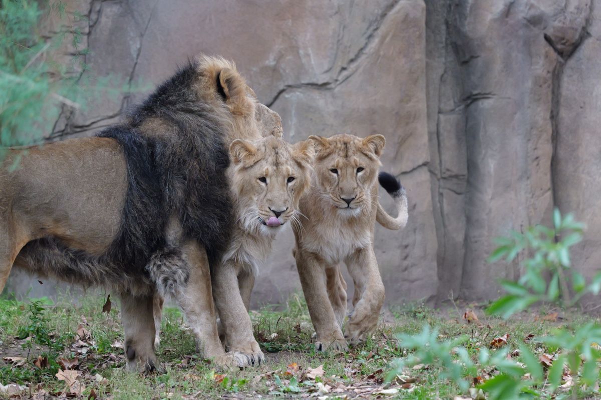 A pride of lions nuzzling up against one another