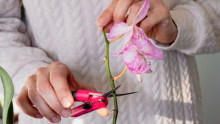 orchid stem being trimmed with scissors
