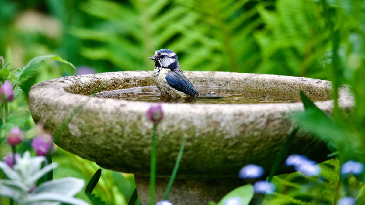 Stop Mosquitoes Breeding in Your Bird Bath With This 1 Simple Addition – It Attracts Birds & Keeps Water Cleaner for Longer