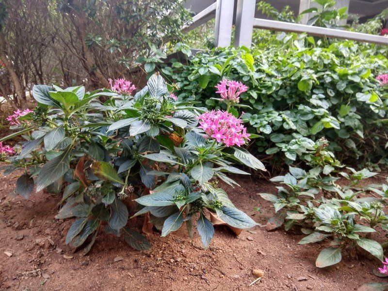 Xiaomi Redmi Note 4 camera sample
