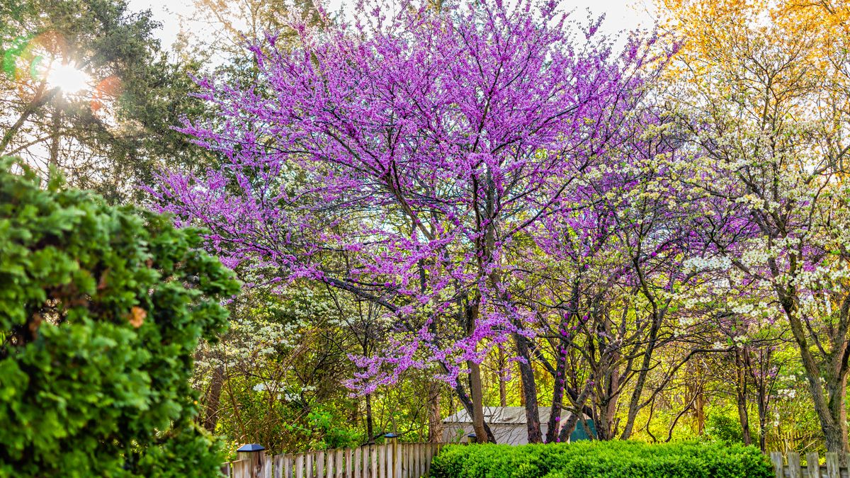 Native Trees Example 5 Native Trees an Expert Recommends Everyone Should Plant | Gardening ...