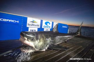 OCEARCH workers track the movements of a great white shark dubbed Luna.