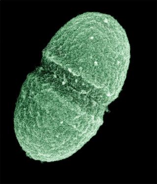 Colored image of an Enterococcus faecalis bacterium