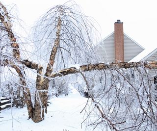 Snow-covered garden with damaged tree