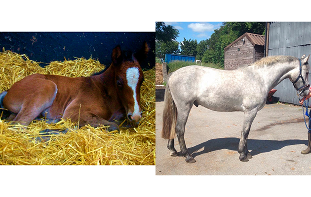 &ldquo;This is my four-year-old warmblood x Welsh Section D gelding. He was born bay and within six months he was mostly grey and now he is fairly light&rdquo; &mdash; Hannah Coates