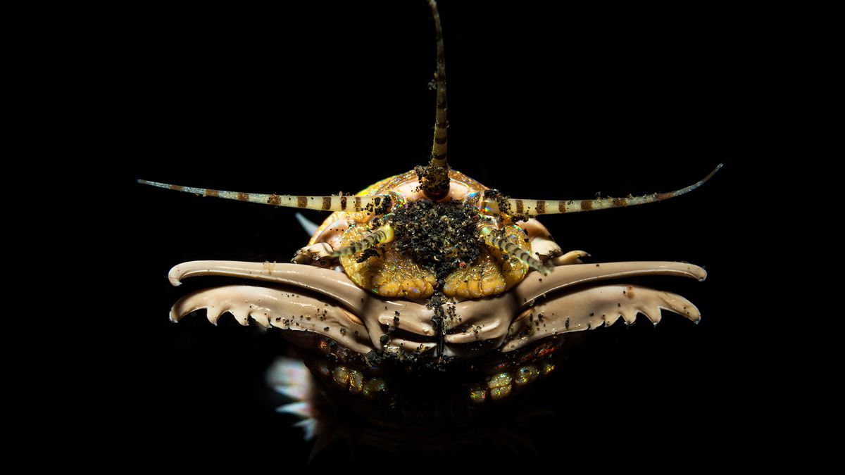 Head of a Bobbit worm (Eunice aphroditois), photographed in the Lembeh Strait in North Sulawesi, Indonesia.