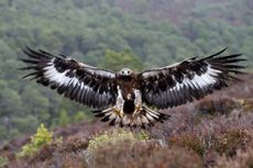 A golden eagle (Aquila chrysaetos) in Scotland.