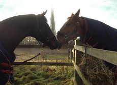Jorge and Noki sharing the love
