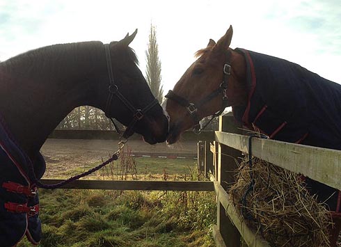 Jorge and Noki sharing the love