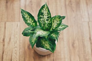 Dieffenbachia plant potted with new soil into new modern pot on wooden floor