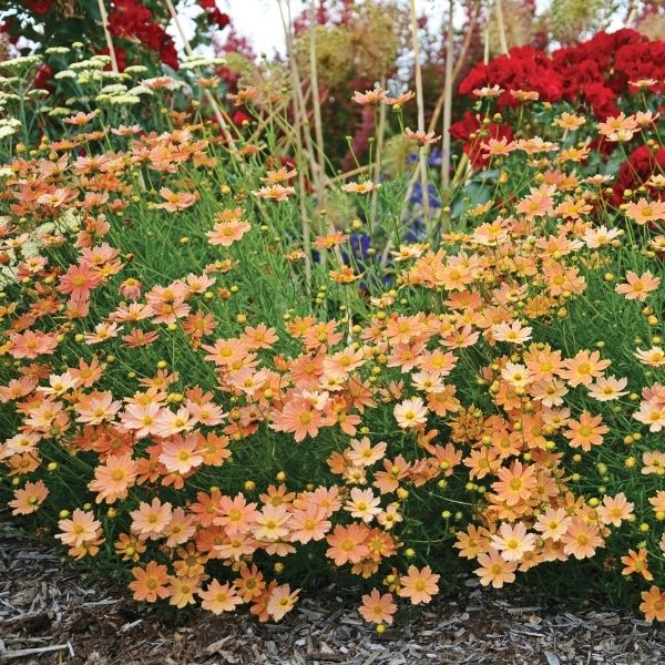 Creme Caramel&amp;trade; Coreopsis