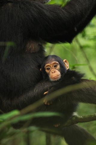 An infant chimpanzee rests with its mother in Kibale National Park, Uganda.