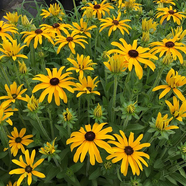 Glitters Like Gold Black - Eyed Susan