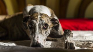 Greyhound lying on bed