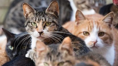 It's official: Cats are killers, Science