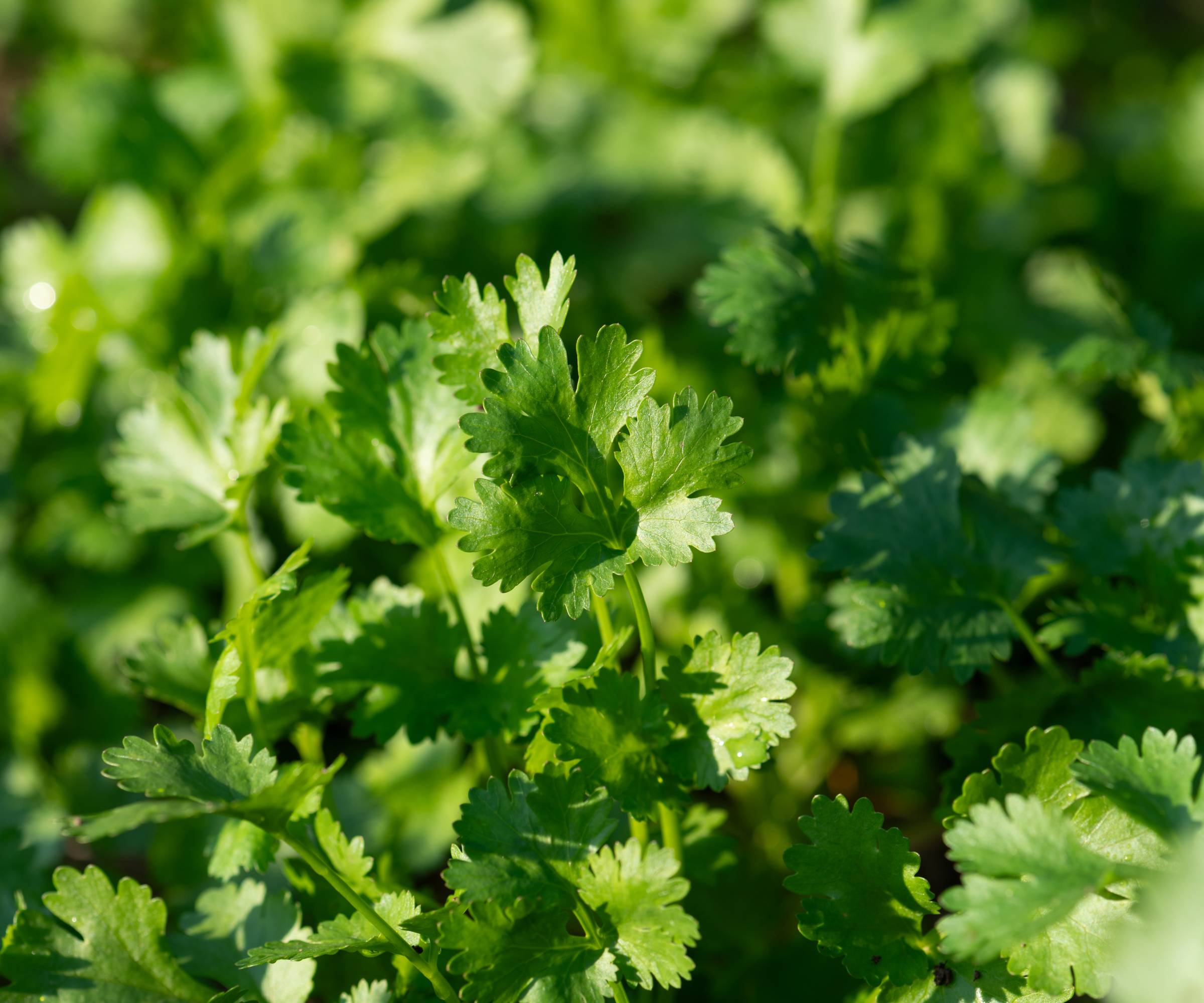 Close up on cilantro plants